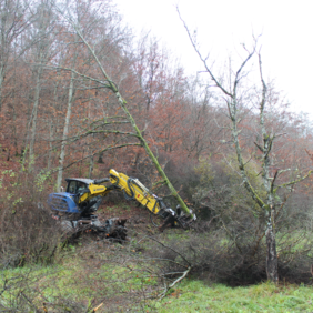 Der Schreitbagger schafft die gewünschten ökologischen Strukturen und eine gute Ausgangssituation für die geplante Beweidung. Foto: ForstBW Ein Schreitbagger steht zwischen Sträuchern und entfernt Gehölze.