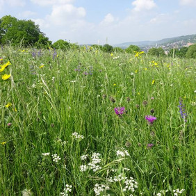 Wildblumenwiese © Rebecca Hurlebaus