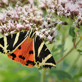 Spanische Flaggen gehören zu den Nutznießern der lichten Weidestrukturen. Foto: Matthias Link Ein Schmetterling der Art "Spanische Flagge" sitzt an der Blüte eines Wasserdostes
