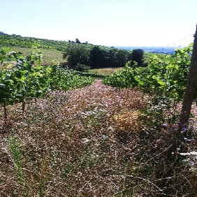 Selbst vertrocknete Wildblumen spenden noch wertvollen Schatten für kleinere Pflanzen. Foto: L. Wahli vertrocknetes Grün zwischen zwei Rebzeilen.