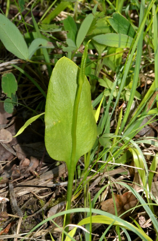 Ein hellgrünes Blatt der Natternzunge mit stängelförmigem Sporangium steht zwischen anderen Pflanzen