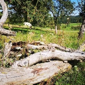 In totem Holz finden sich Pilze ein, aber auch zahllose Inseken wie Käfer, Schwebfliegen und Wildbienen. Vögel finden hier Bruthöhlen und Futter. Foto: Fränze Stein ein umgestürzter Baum auf einer Streuobstwiese