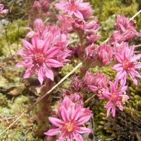 Blüte einer Spinnweb-Hauswurz