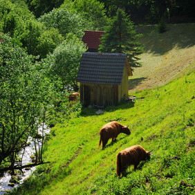 Schwarzwälder Kulturlandschaft. Foto: Fränze Stein/Naturpark Schwarzwald Mitte/Nord