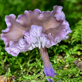 Violetter Lacktrichterling (Ewald Müller)