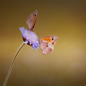 Zwei Ochsenaugen auf einer Ackerwitwenblume