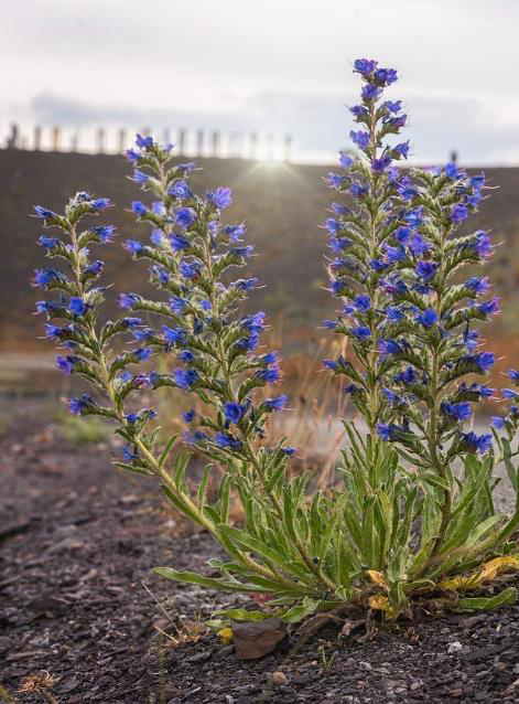 Nahaufnahme eines Natternkopfs. Aus einer grünen Blattrosette ragen vier Ähren senkrecht nach oben, die blau blühen. Im Hintergrund verschwindet gerade die Sonne hinter einem Hügel.