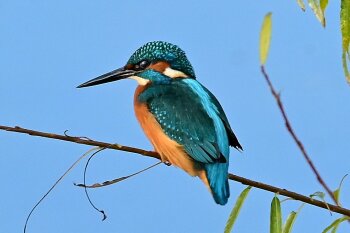 Ein Eisvogel sitzt auf einem dünnen Zweig