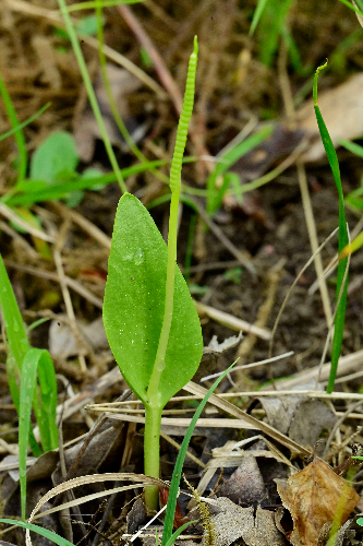 Foto einer Natternzunge die aus dem Waldboden wächst. Links hat die Pflanze ein großes, ovales Blatt. Mittig/rechts wächst ein langer Stängel nach oben.